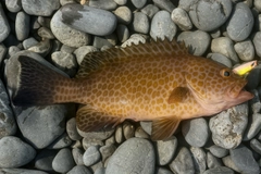 オオモンハタの釣果