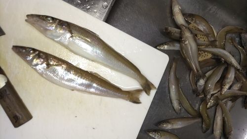 キスの釣果