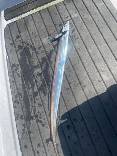 タチウオの釣果