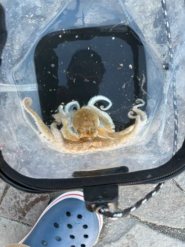 タコの釣果