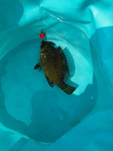 ホシササノハベラの釣果