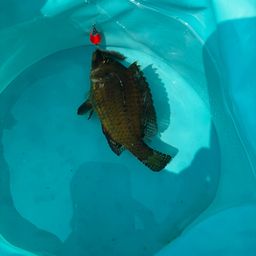 ホシササノハベラ