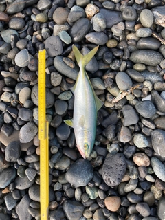 ワカシの釣果