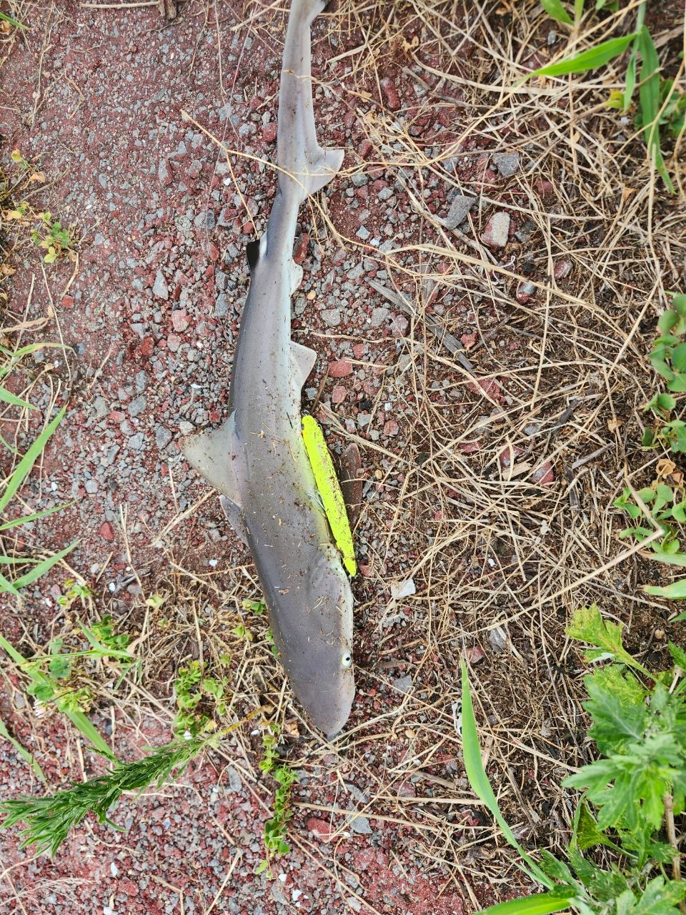 サメ