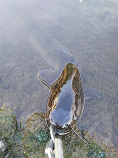 マナマズの釣果