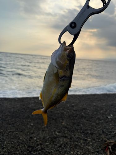 ショゴの釣果