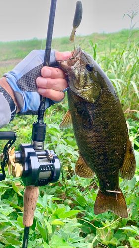 スモールマウスバスの釣果
