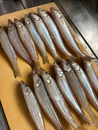 キスの釣果