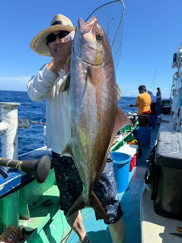 カンパチの釣果