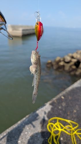 マハゼの釣果