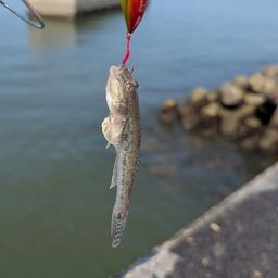 マハゼ