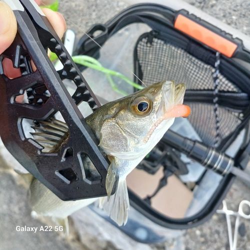 セイゴ（マルスズキ）の釣果