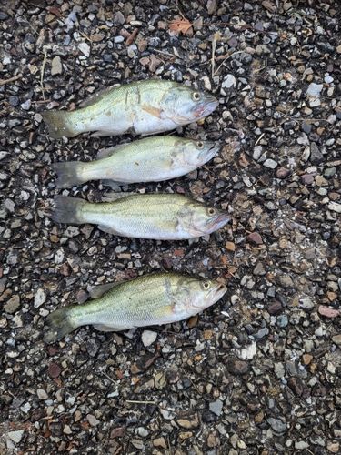 ブラックバスの釣果