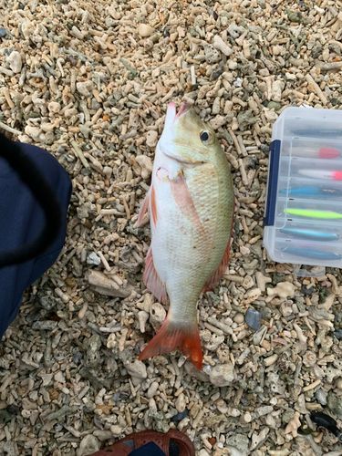マトフエフキの釣果