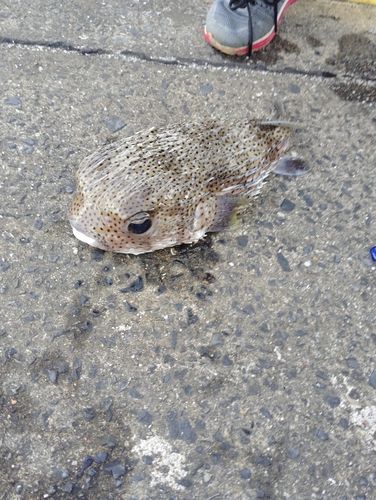ハリセンボンの釣果