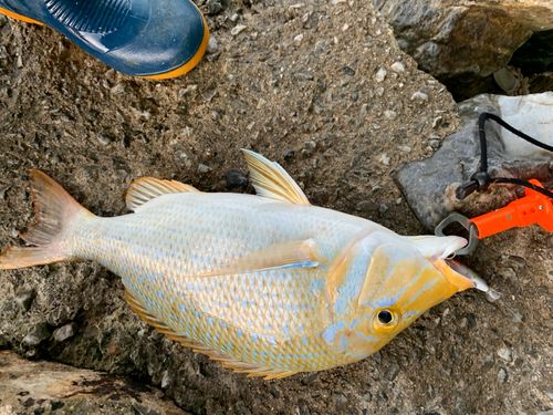 ハマフエフキの釣果