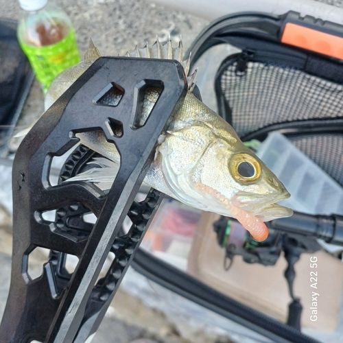 セイゴ（マルスズキ）の釣果