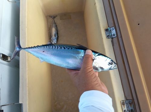 メジカの釣果