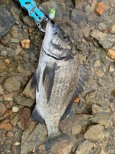 ミナミクロダイの釣果