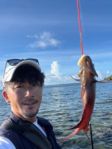 ムナテンベラの釣果