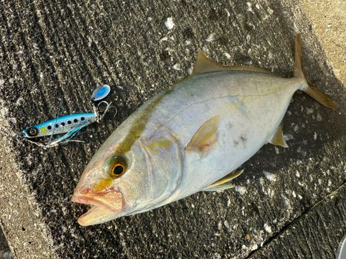 シオの釣果