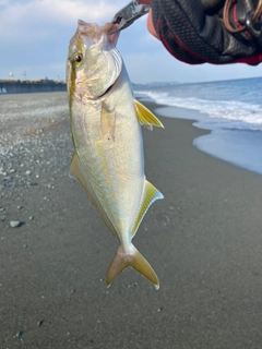 ショゴの釣果