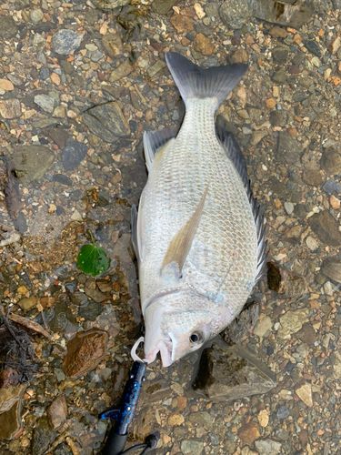 オキナワキチヌの釣果