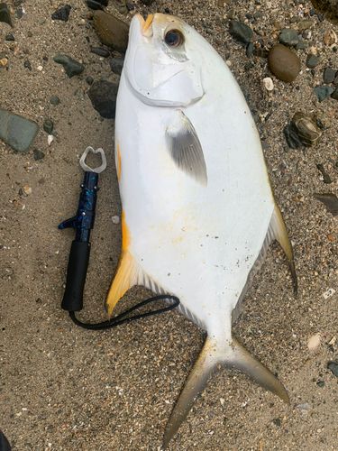 マルコバンの釣果