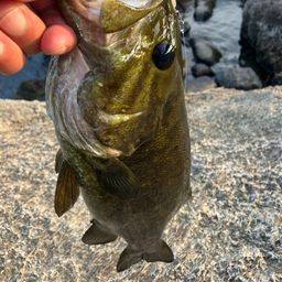 スモールマウスバス