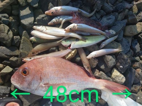 マダイの釣果