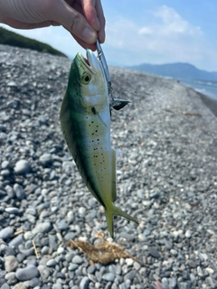 シイラの釣果