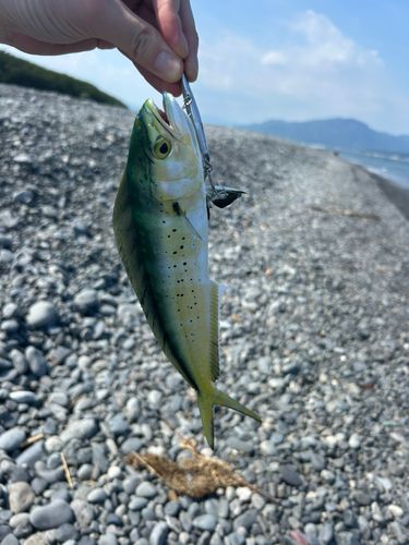 シイラの釣果