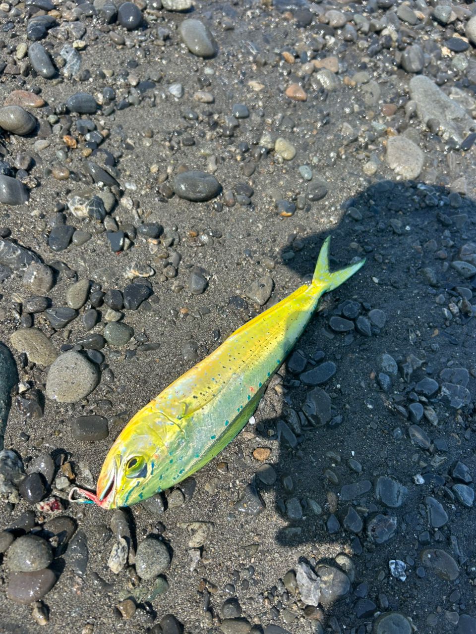 シイラ