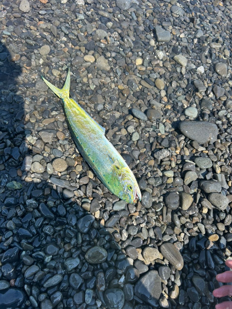 シイラ
