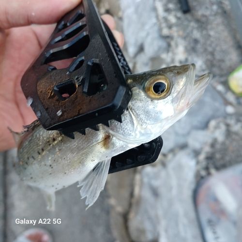 セイゴ（マルスズキ）の釣果