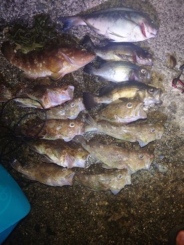 メバルの釣果