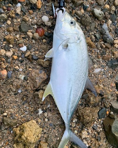 オニヒラアジの釣果