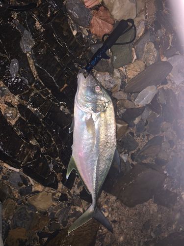オニヒラアジの釣果