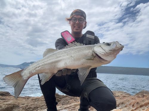 ヒラスズキの釣果