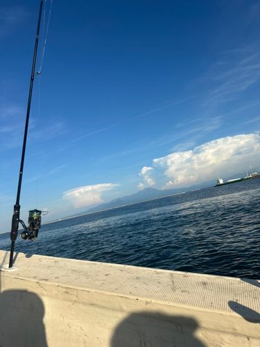 ケンサキイカの釣果