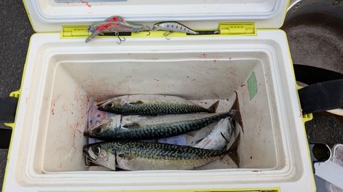 サバの釣果