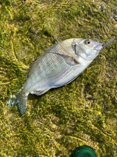 ミナミクロダイの釣果