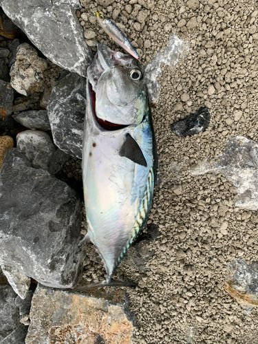 スマカツオの釣果