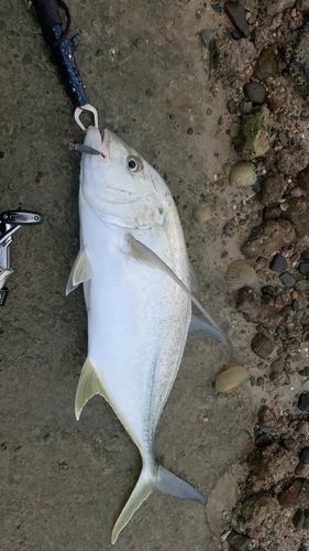 オニヒラアジの釣果