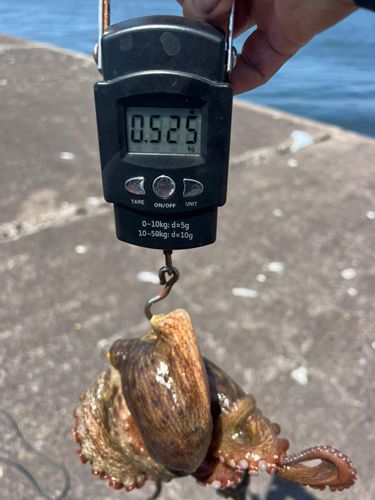 タコの釣果