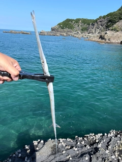 ヤガラの釣果
