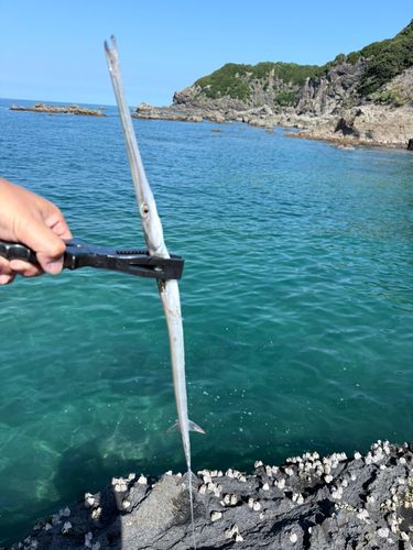 ヤガラの釣果