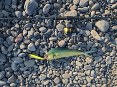 シイラの釣果
