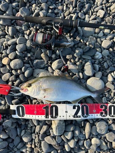 ショゴの釣果