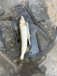 アユの釣果